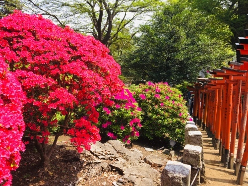 ツツジが咲く根津神社へ_a0094797_20280332.jpeg