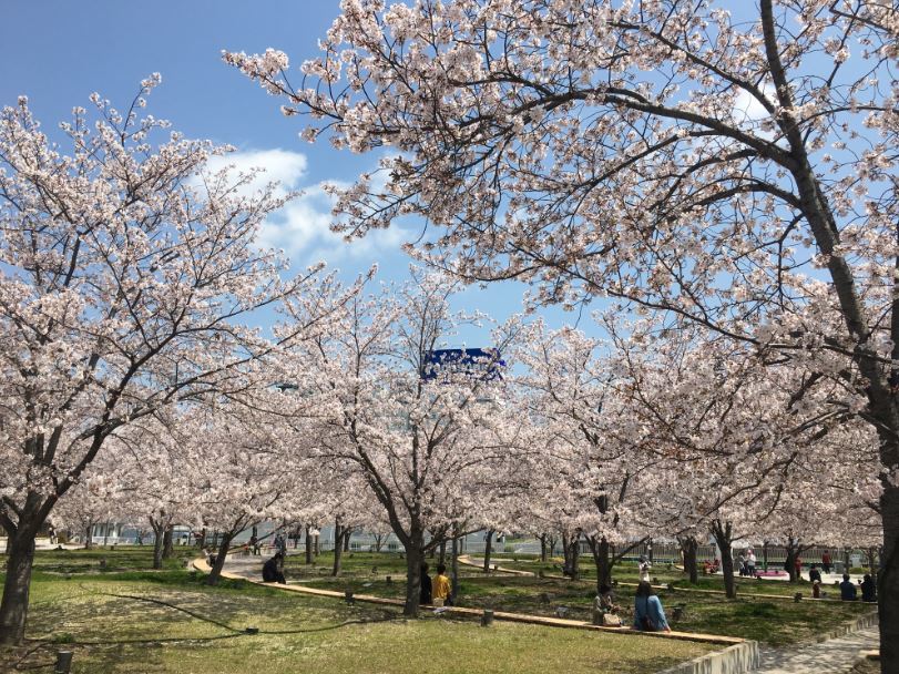 2019/4/23 さくら広場　昼と夜_b0362900_21075685.jpg