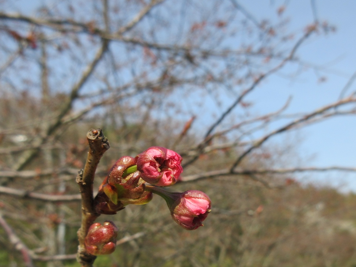 山桜咲く・摘み草を食べる など_a0203003_21333239.jpg