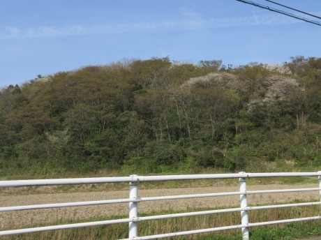 山桜咲く・摘み草を食べる など_a0203003_21335245.jpg
