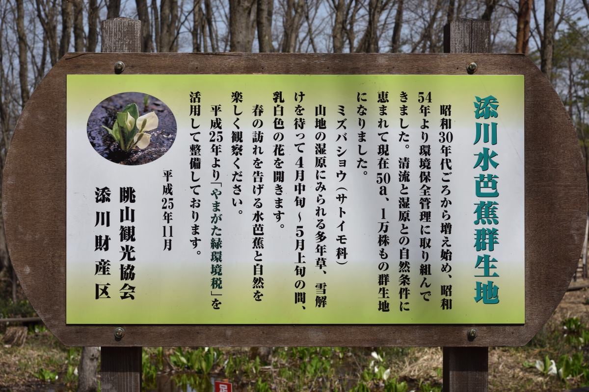 飯豊町添川の水芭蕉_e0268304_15292864.jpg