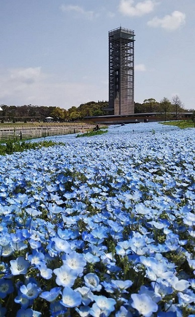 松前町開花宣言♪　平成３１年。_a0337807_21192829.jpg