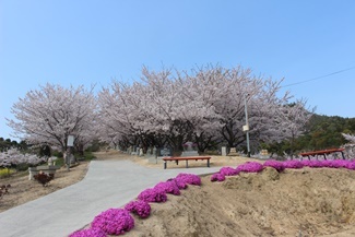 さくらびより2019　〜三原市・佐木島④〜_d0249816_13423683.jpg