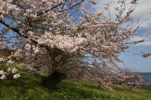 入道崎へ・2019桜_b0259218_05354994.jpg