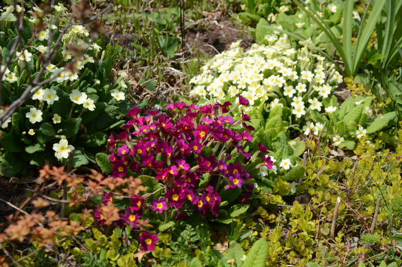 c0107129_02245200.jpg