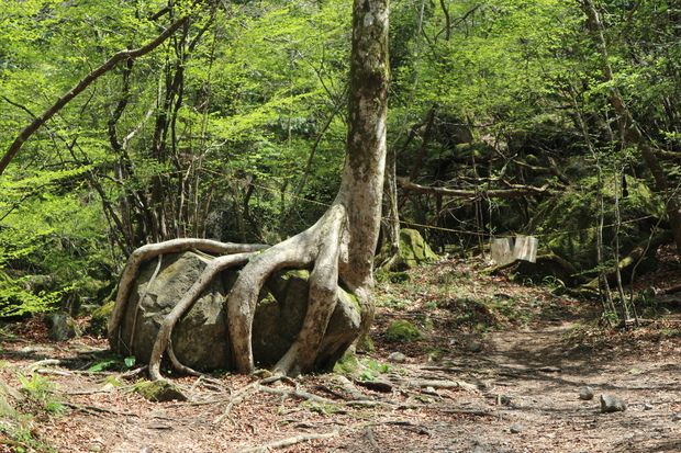 山芍薬を見たくて（男池）＆鳥屋城跡（城山）＆白水湿性花園！_e0272335_9135226.jpg