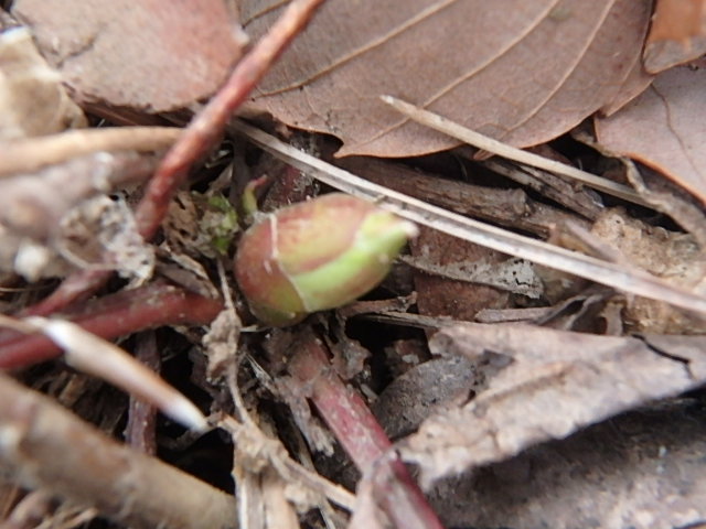 f0334143_21124174.jpg