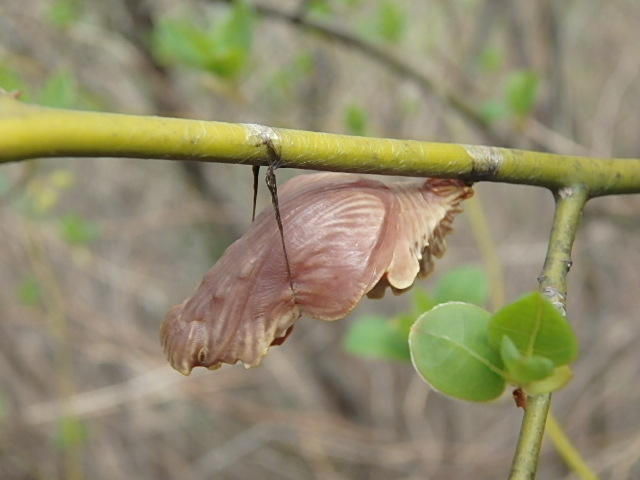 f0334143_21262557.jpg