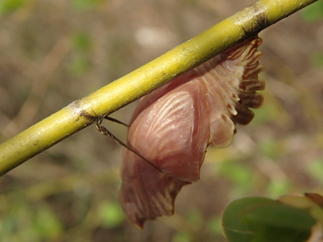 f0334143_21265253.jpg