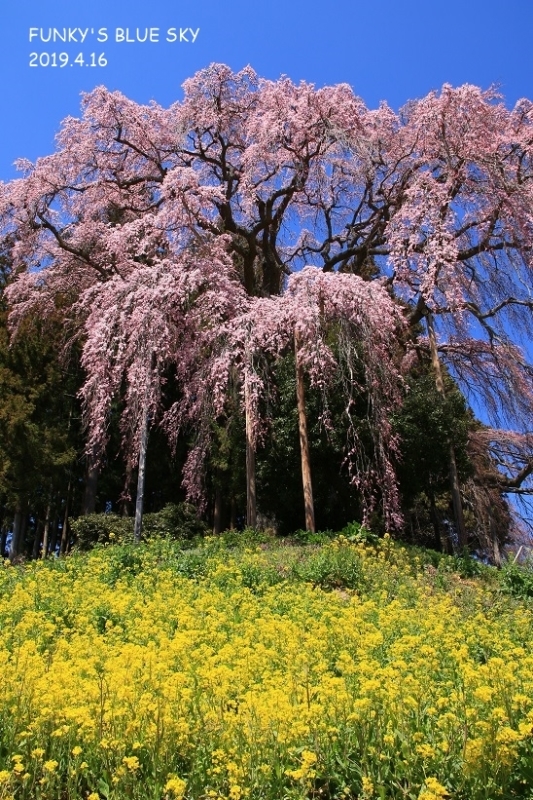 SAKURA*2019　その1１ (合戦場のしだれ桜・後編）_c0145250_11254298.jpg