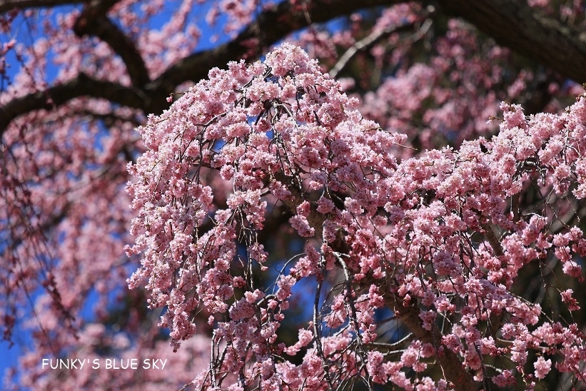 SAKURA*2019　その1１ (合戦場のしだれ桜・後編）_c0145250_11254584.jpg