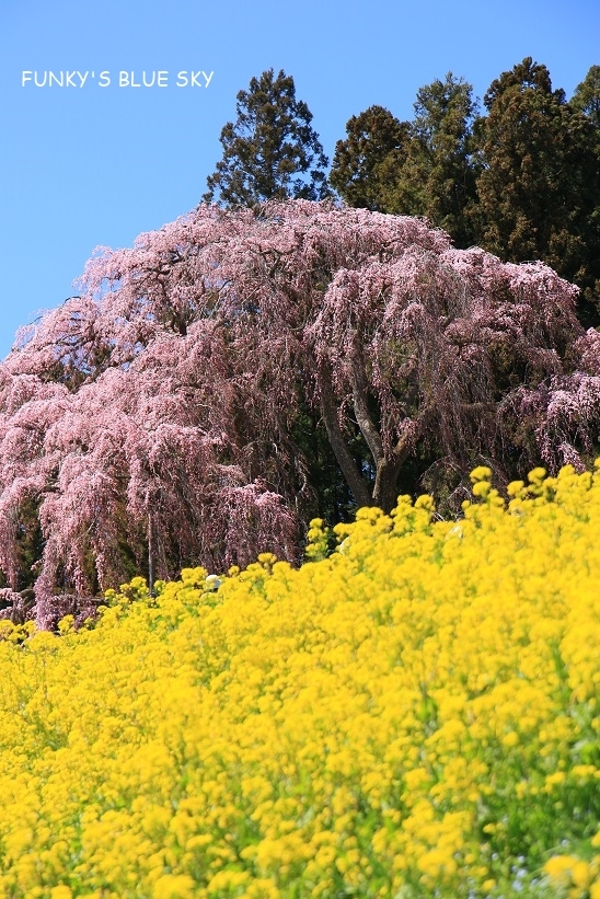 SAKURA*2019　その1１ (合戦場のしだれ桜・後編）_c0145250_11255474.jpg