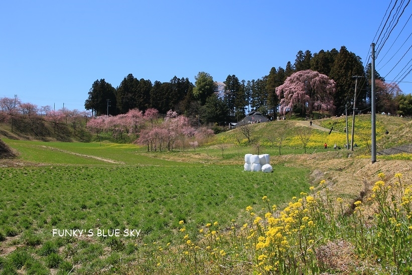 SAKURA*2019　その1１ (合戦場のしだれ桜・後編）_c0145250_11261012.jpg