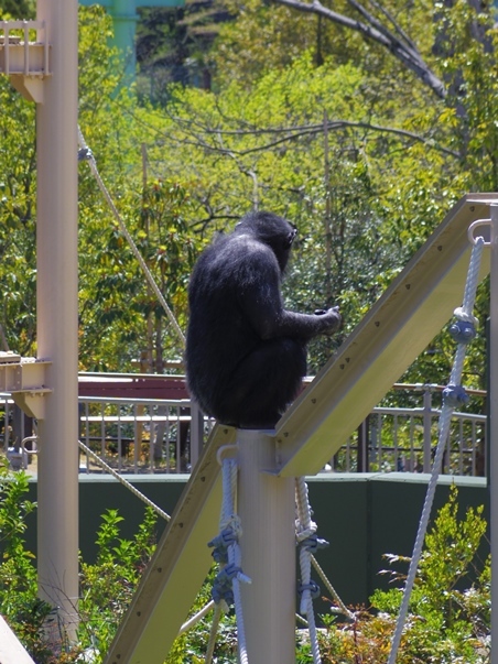 東山のチンパンジー男子［東山動物園］_b0409054_17350366.jpg