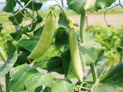 スナップエンドウ「シャキ甘“菊光”」令和2年度出荷開始!シャキっとした食感!ほんのり甘い旨さが大人気!_a0254656_17184741.jpg