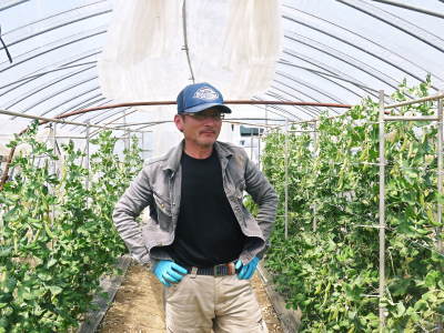 スナップエンドウ「シャキ甘“菊光”」 シャキっとした食感!ほんのり甘い旨さと美しさで大好評販売中!!_a0254656_17522340.jpg