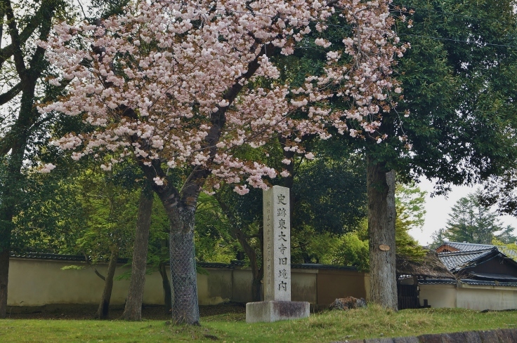 東大寺西大門跡と奈良八重桜_b0063958_07015198.jpg