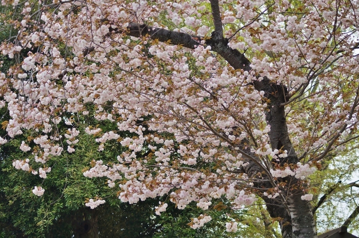 東大寺西大門跡と奈良八重桜_b0063958_07042856.jpg