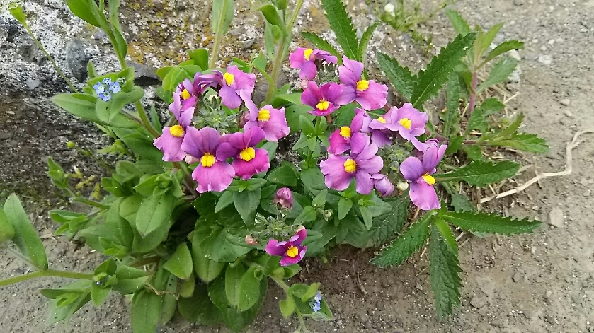 道端に咲く花 白髪の旅ガラス
