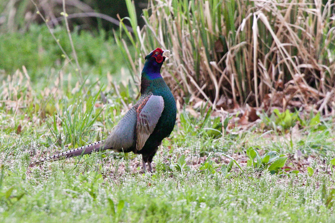 キジの母衣打ち 四季の予感