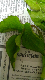 植物の名前_f0363168_08272363.png