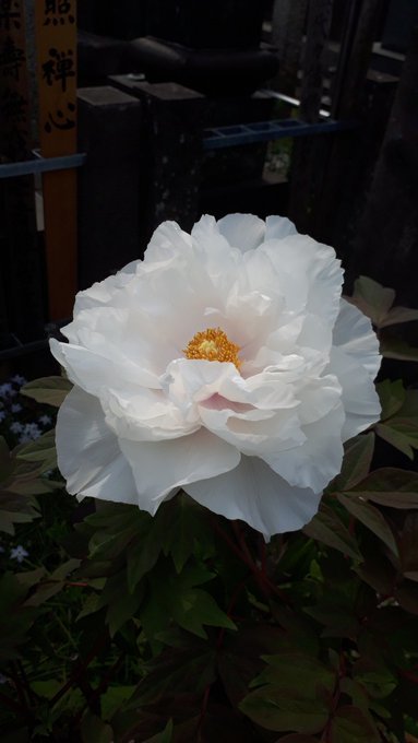文京区白山石仏・花探訪、霊柩車を見たら親指、幕末維新津田梅子、吉原三投込寺、ノートルダム炎上、江戸城馬場先門、安宅丸、二百三高地、眩暈鎮静化傾向twitter収束方向:2019/4/16-4/22_b0116271_13404071.jpg