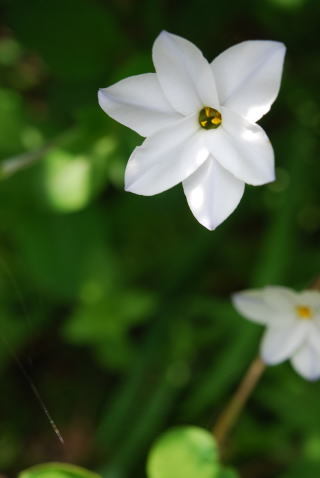 4月23日は　シジミの日_b0189573_13222680.jpg