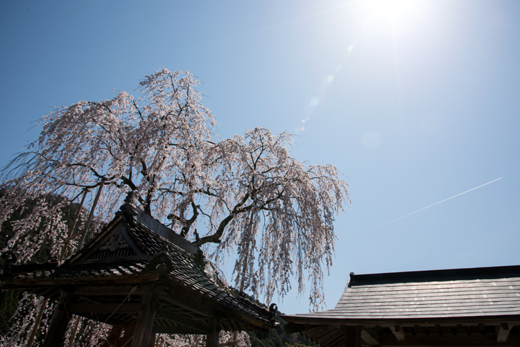 神宮寺の桜_d0220684_22184497.jpg