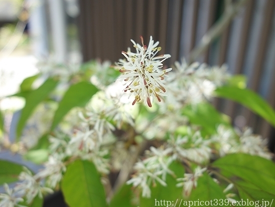 ５年に一度 めずらしいお花が咲きました シンプルで心地いい暮らし