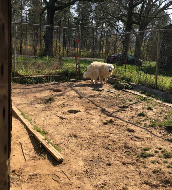 お騒がせ巨漢ピレネー犬と3週間ぶり再会_e0034987_04114066.jpg