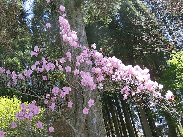 友人と花ウオッチング、21日。_f0357487_11392234.jpg