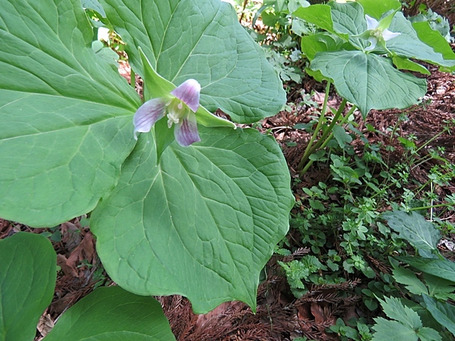 友人と花ウオッチング、21日。_f0357487_12164325.jpg