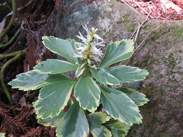 f0357487_12203557.jpg