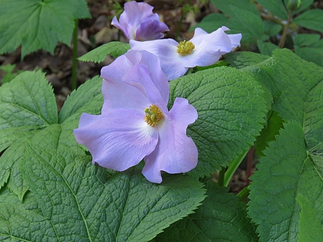 友人と花ウオッチング、21日。_f0357487_12232862.jpg