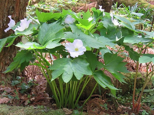 友人と花ウオッチング、21日。_f0357487_12250171.jpg