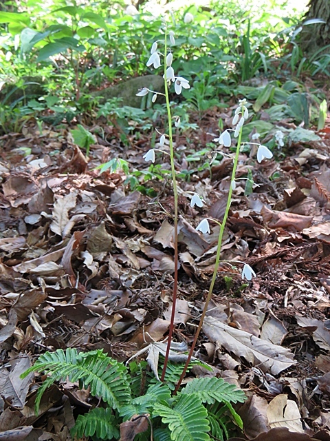 友人と花ウオッチング、21日。_f0357487_12263634.jpg