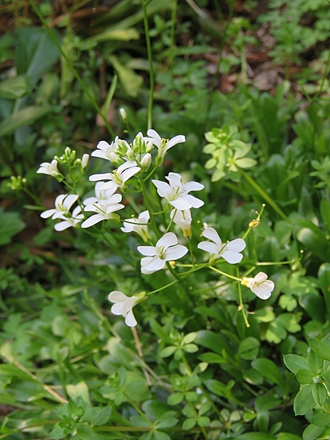 友人と花ウオッチング、21日。_f0357487_12295050.jpg