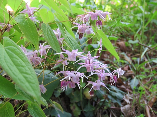 友人と花ウオッチング、21日。_f0357487_12390226.jpg