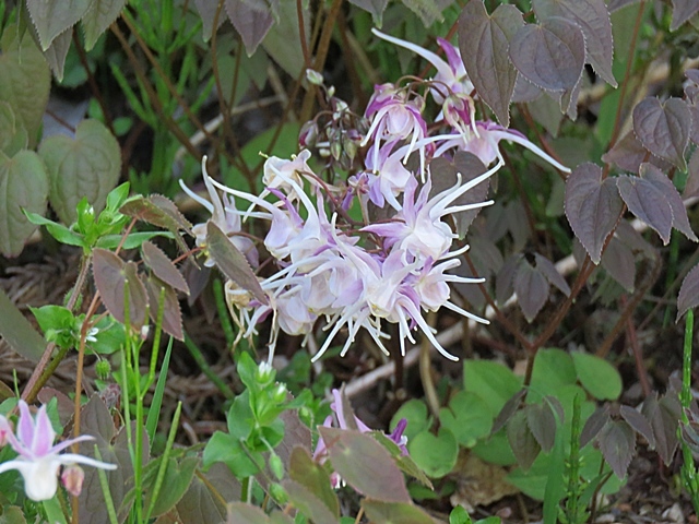 友人と花ウオッチング、21日。_f0357487_12414691.jpg