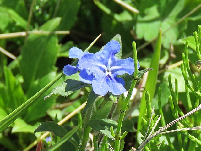 友人と花ウオッチング、21日。_f0357487_12435362.jpg