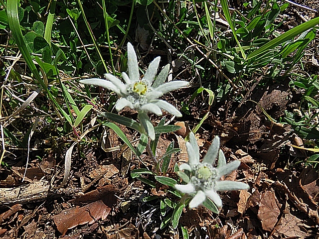 友人と花ウオッチング、21日。_f0357487_12444553.jpg