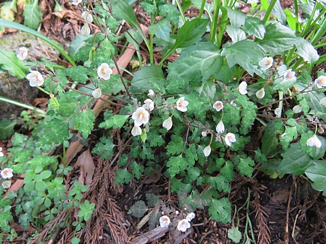 友人と花ウオッチング、21日。_f0357487_12491832.jpg