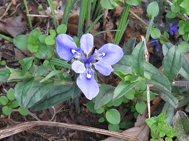 友人と花ウオッチング、21日。_f0357487_12531619.jpg