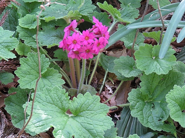 友人と花ウオッチング、21日。_f0357487_12552618.jpg