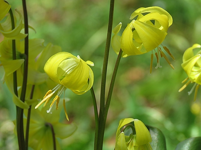 友人と花ウオッチング、21日。_f0357487_12575819.jpg