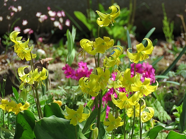 友人と花ウオッチング、21日。_f0357487_12583206.jpg