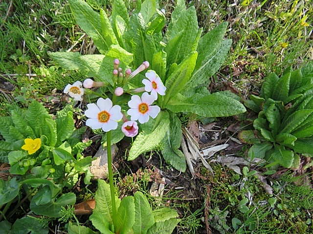 友人と花ウオッチング、21日。_f0357487_12593884.jpg