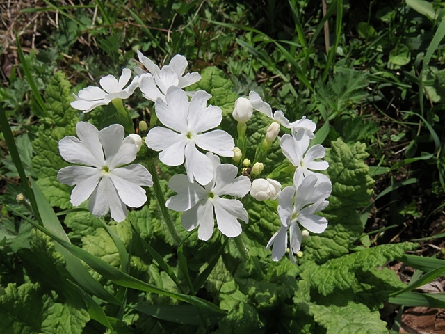 友人と花ウオッチング、21日。_f0357487_13065568.jpg