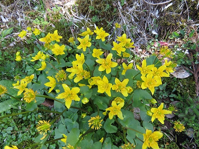 友人と花ウオッチング、21日。_f0357487_13094283.jpg