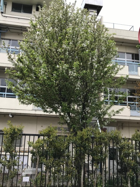 e0397389_16202841.jpeg